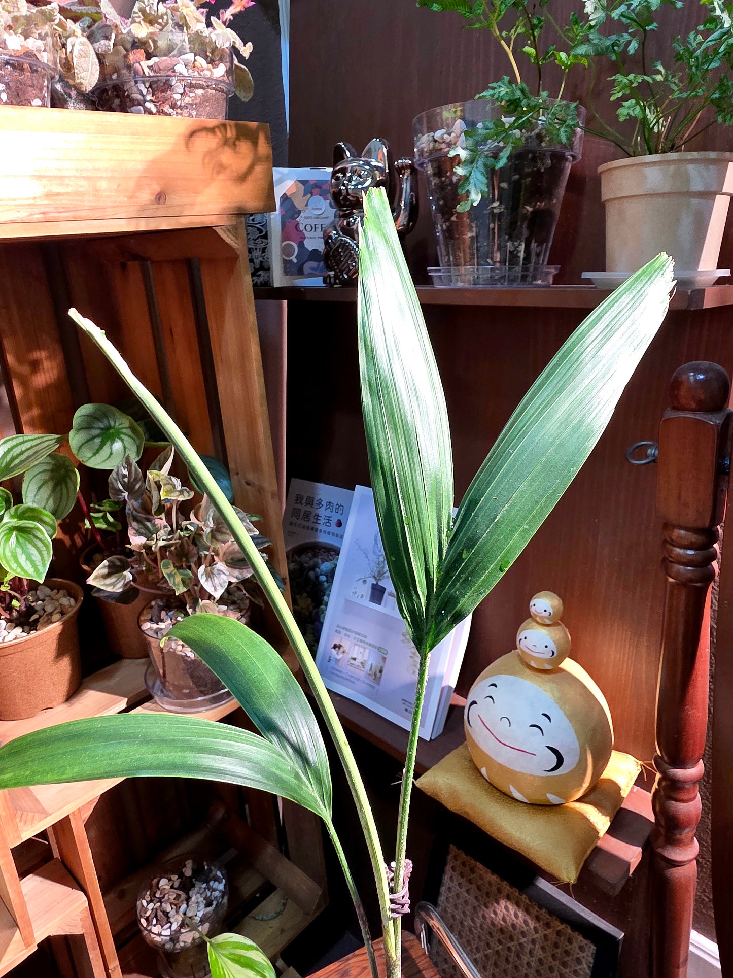 Wodyetia bifurcata 狐尾椰子