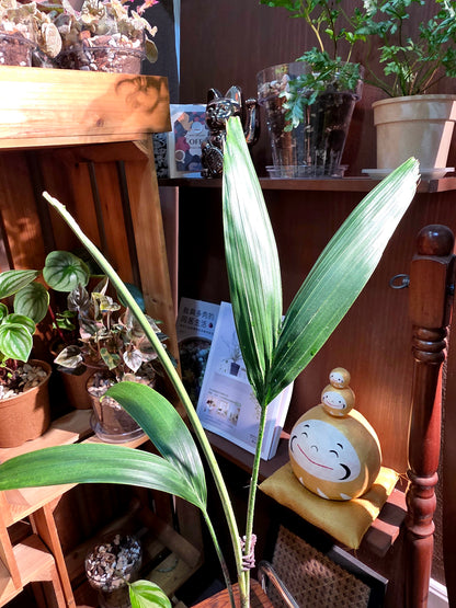 Wodyetia bifurcata 狐尾椰子