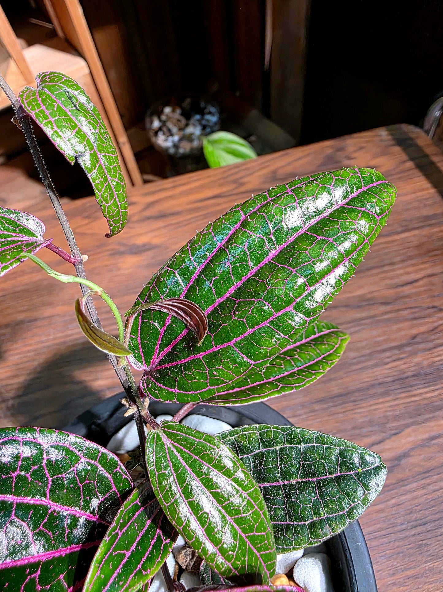 Piper sp borneo 派大星胡椒