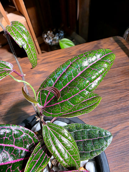 Piper sp borneo 派大星胡椒