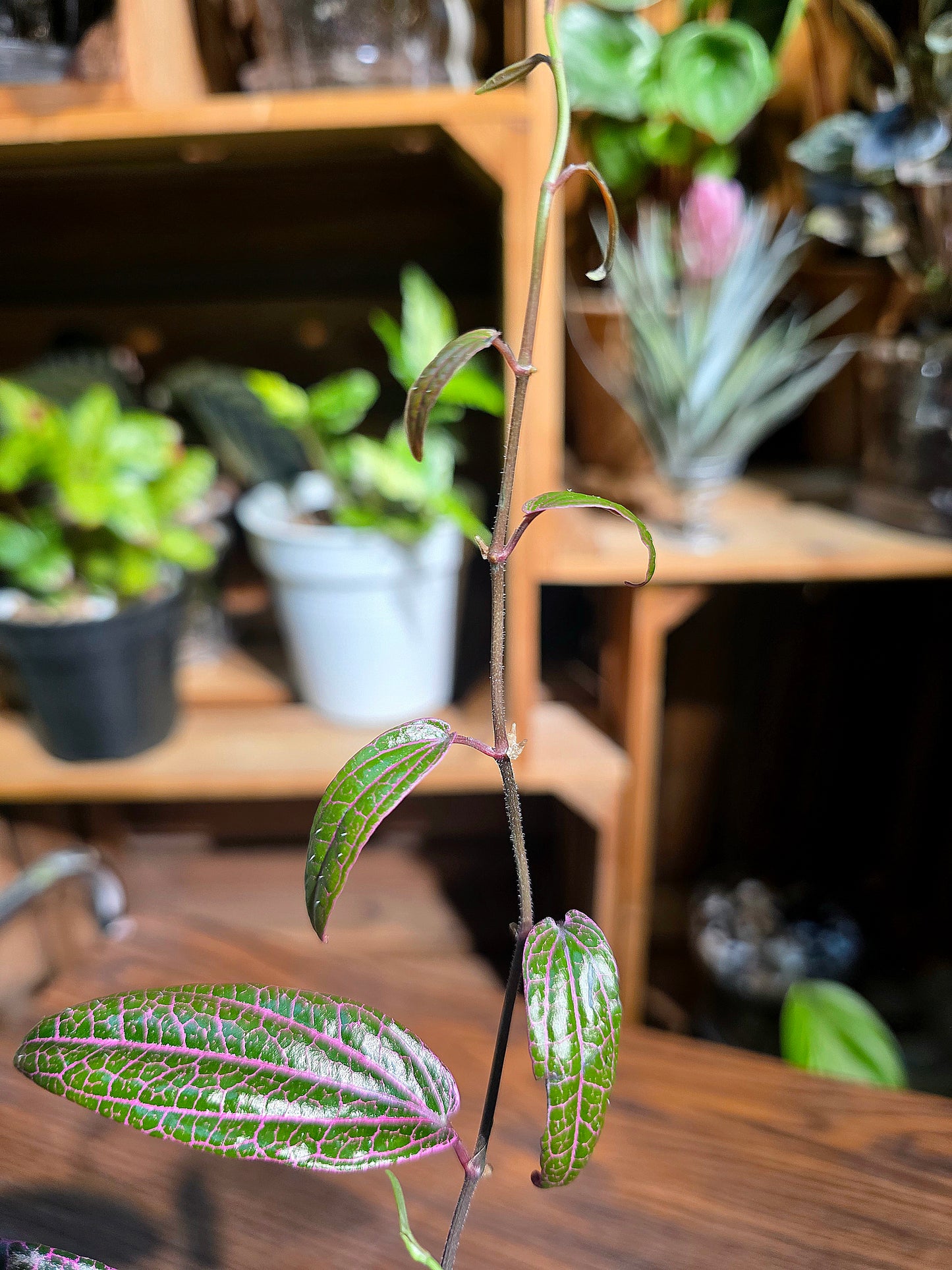 Piper sp borneo 派大星胡椒