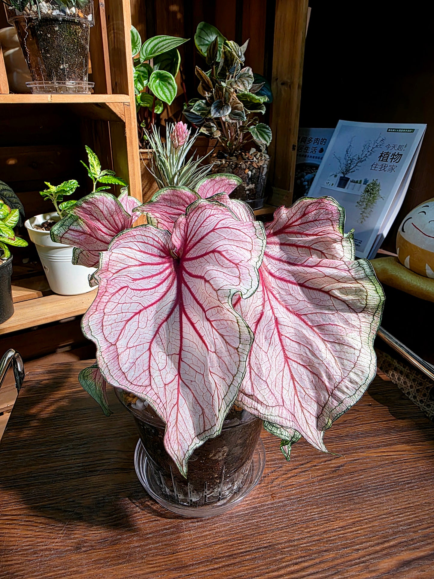 Caladium sweet heart 甜心彩葉芋