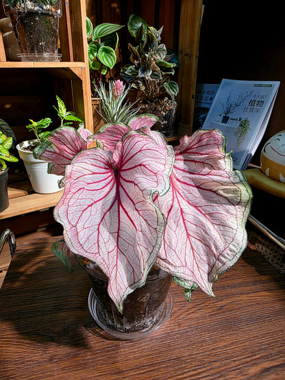 Caladium sweet heart 甜心彩葉芋