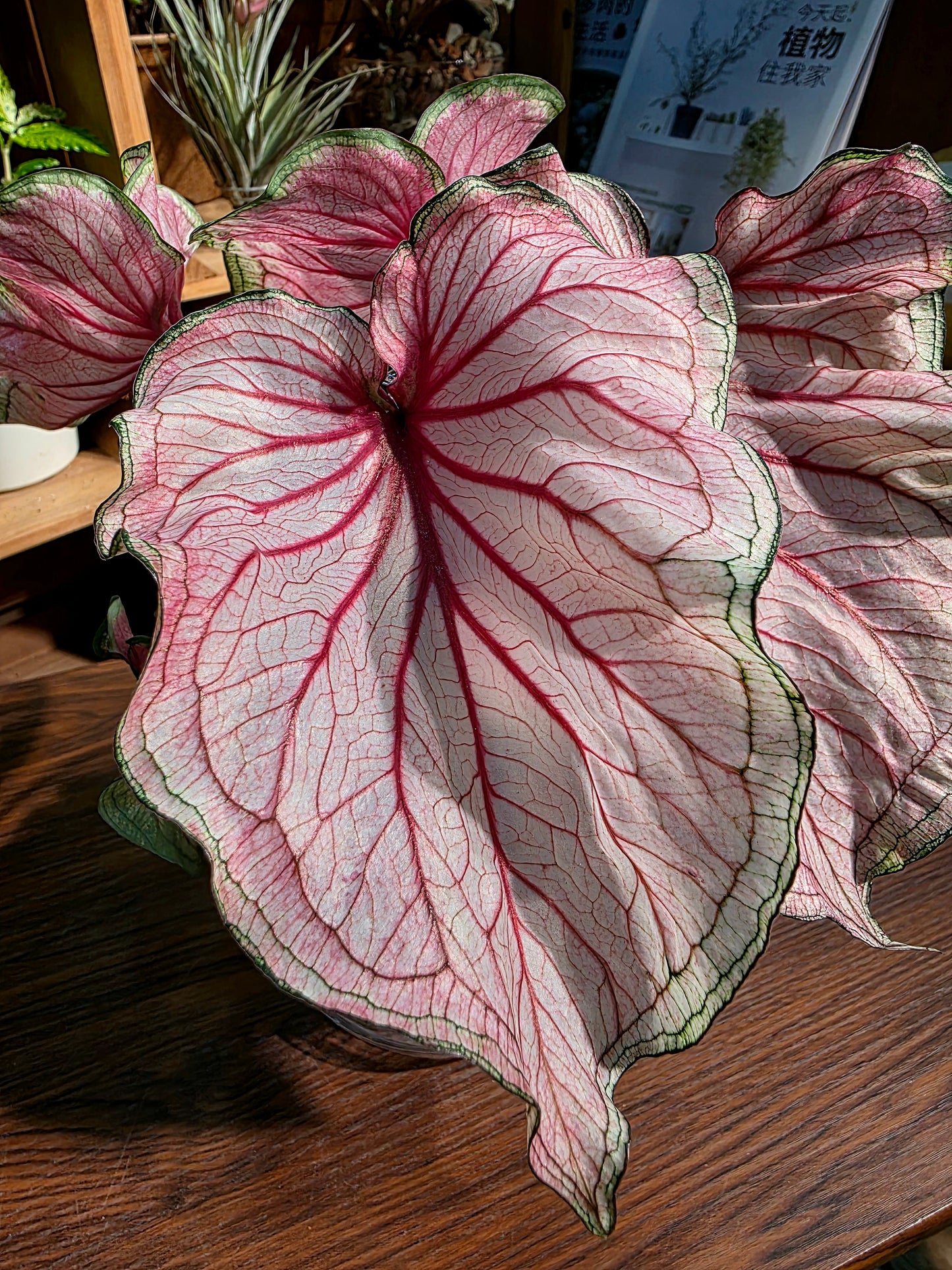 Caladium sweet heart 甜心彩葉芋