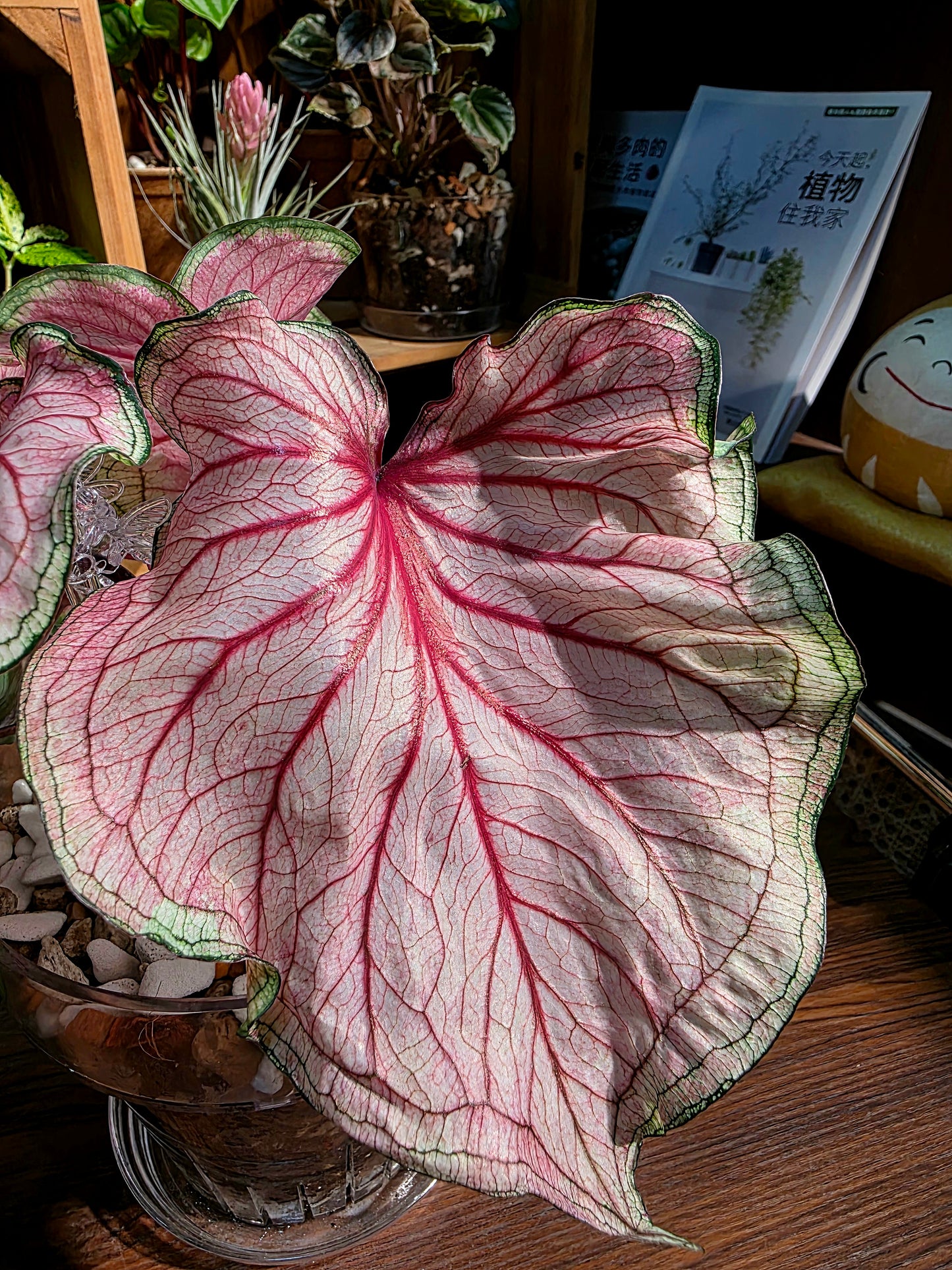 Caladium sweet heart 甜心彩葉芋