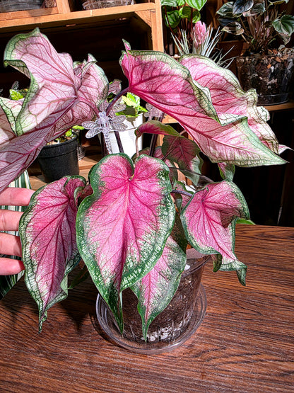 Caladium sweet heart 甜心彩葉芋
