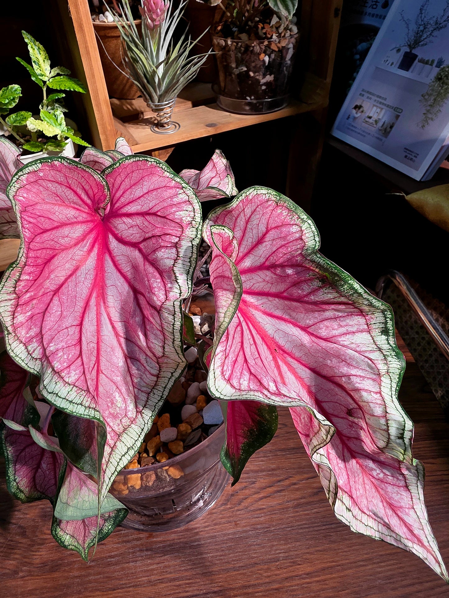 Caladium sweet heart 甜心彩葉芋