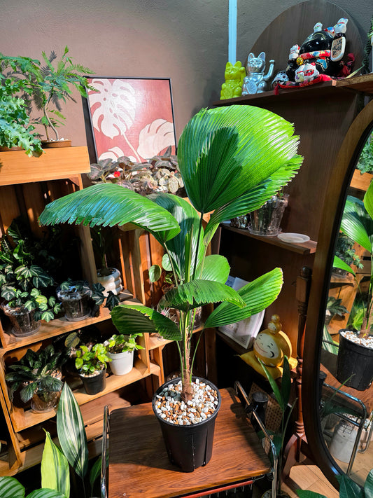 Chinese fan palm 圓葉蒲葵