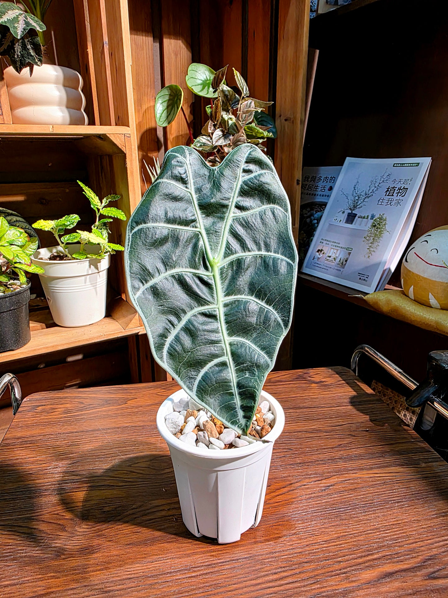 Alocasia watsoniana 華森海芋