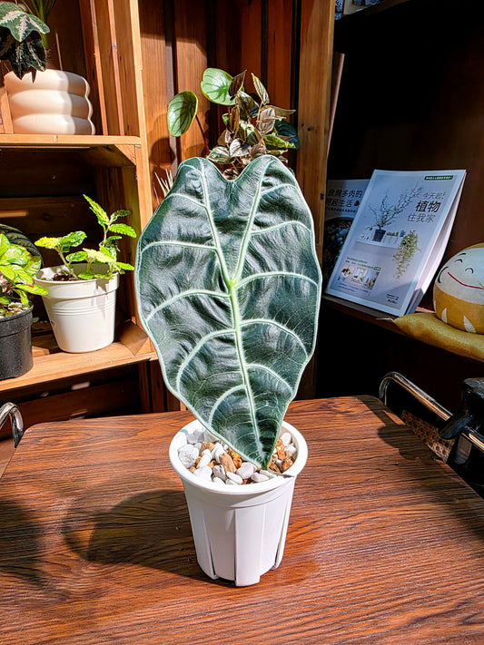 Alocasia watsoniana 華森海芋