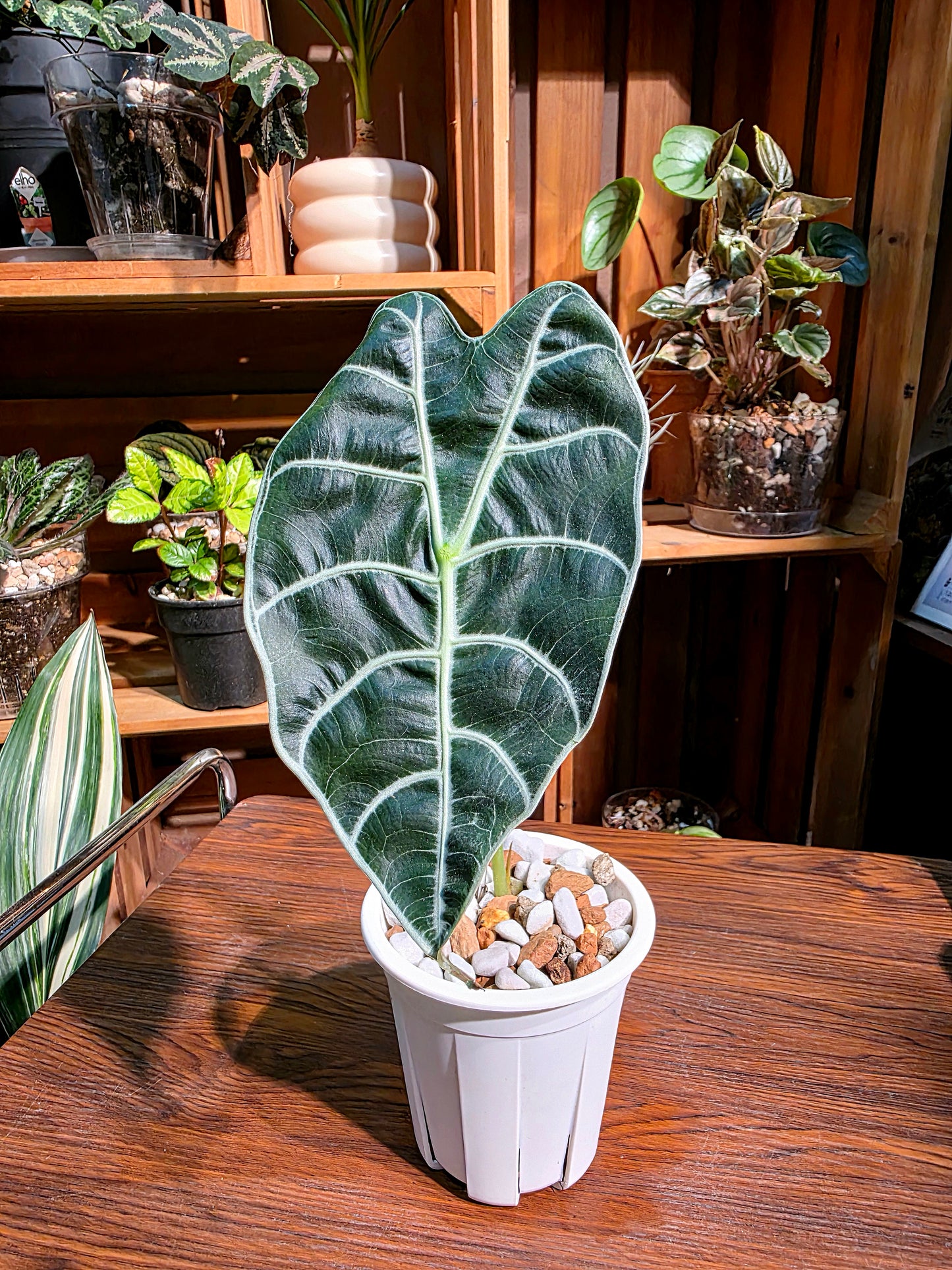 Alocasia watsoniana 華森海芋