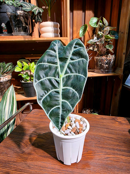 Alocasia watsoniana 華森海芋