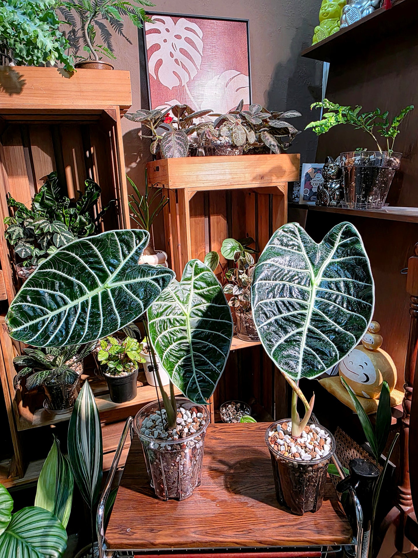Alocasia watsoniana 華森海芋