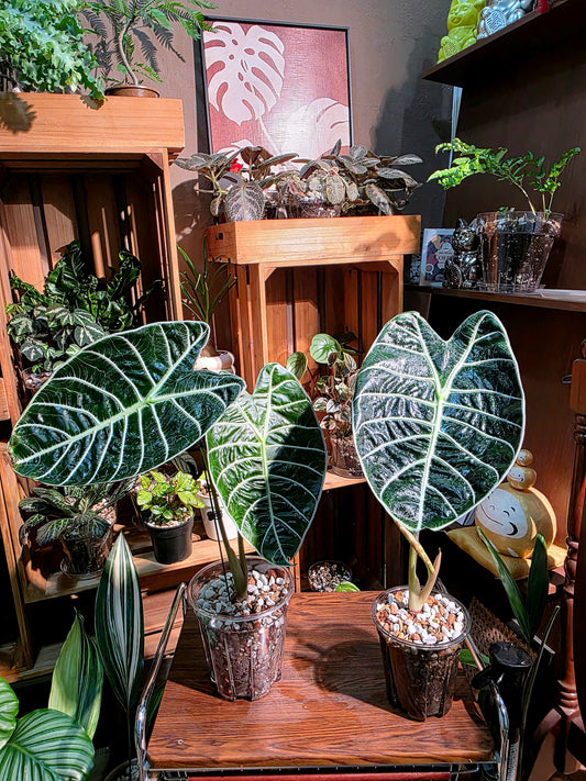 Alocasia watsoniana 華森海芋