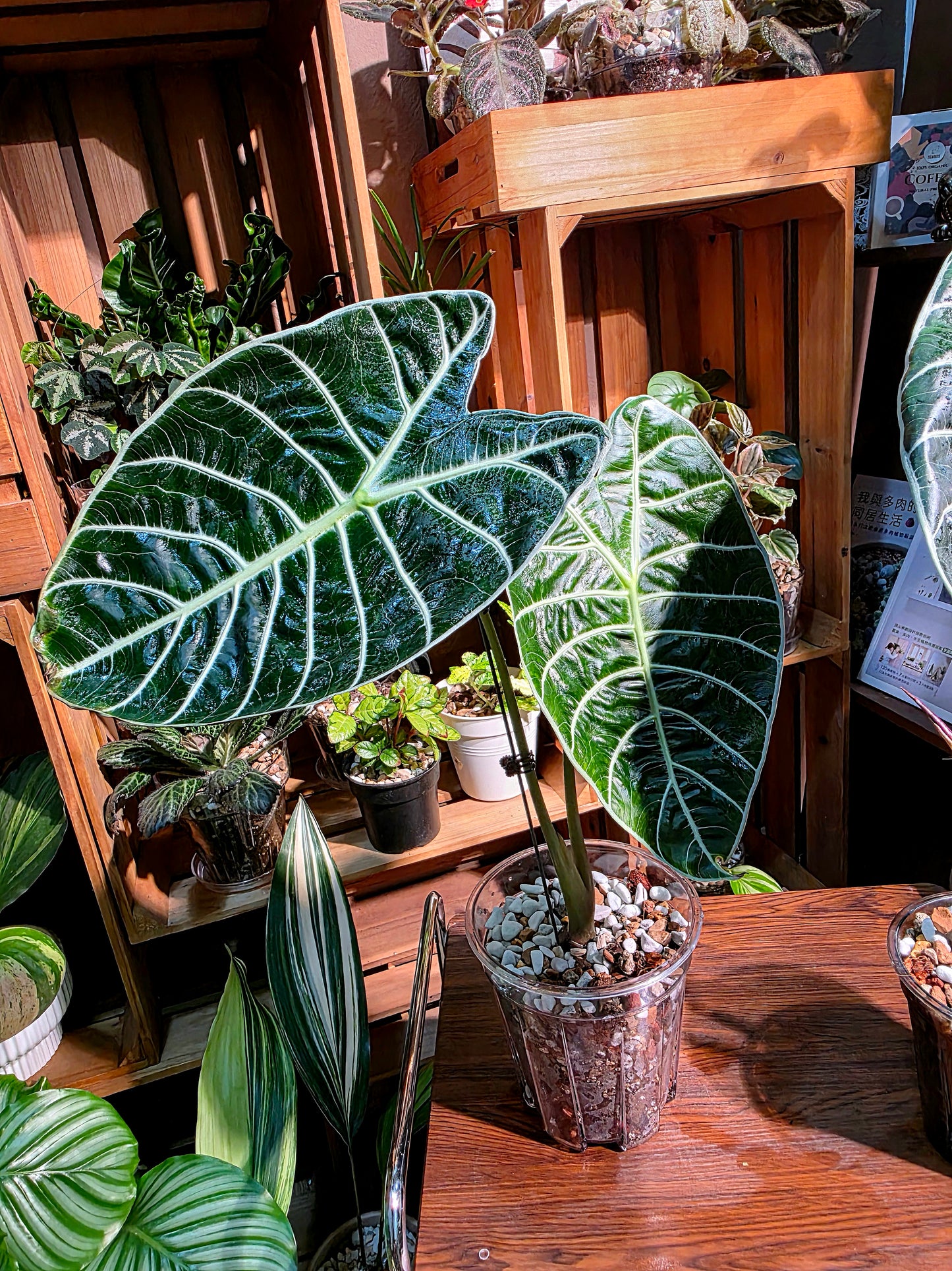 Alocasia watsoniana 華森海芋