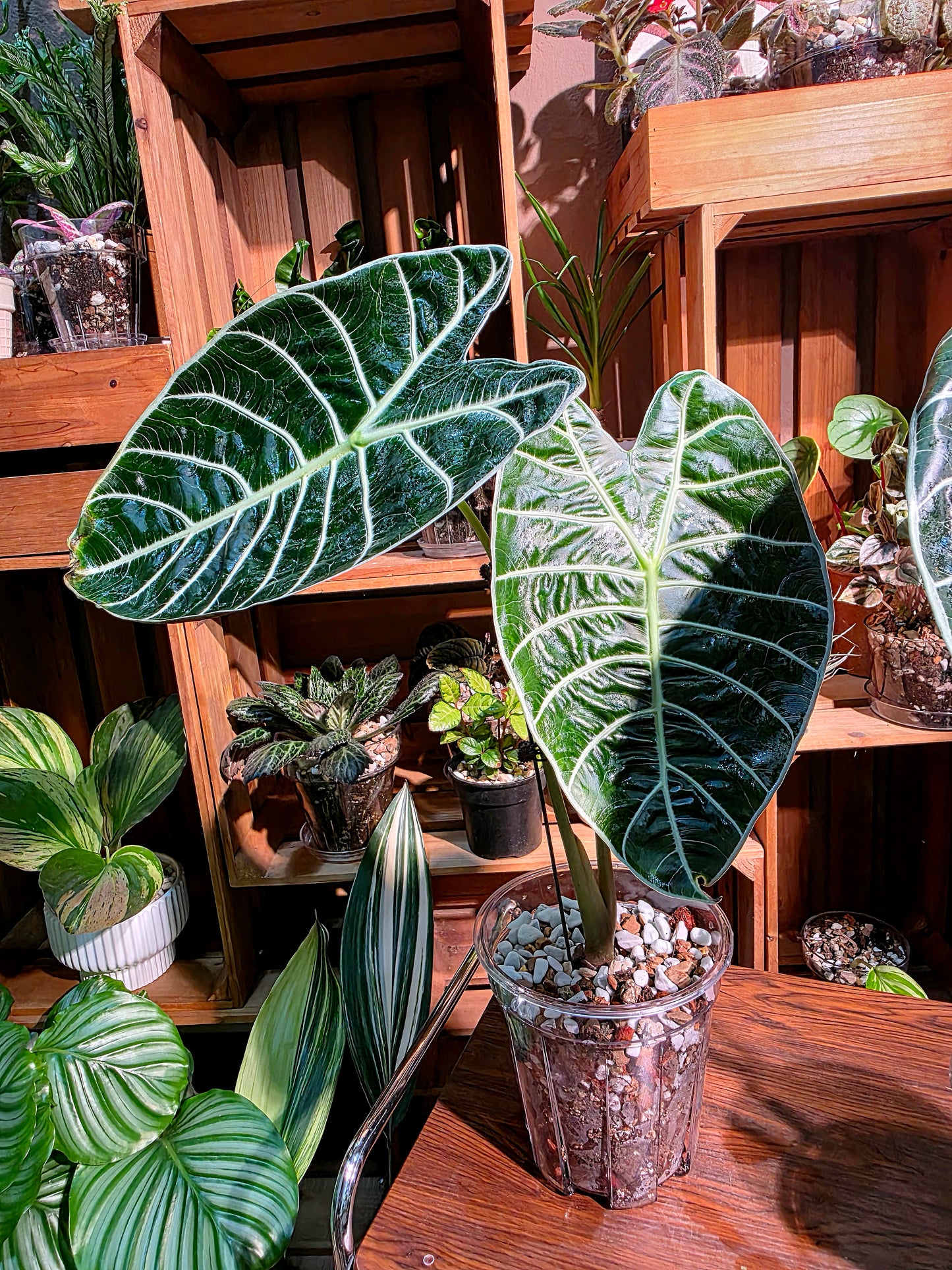 Alocasia watsoniana 華森海芋