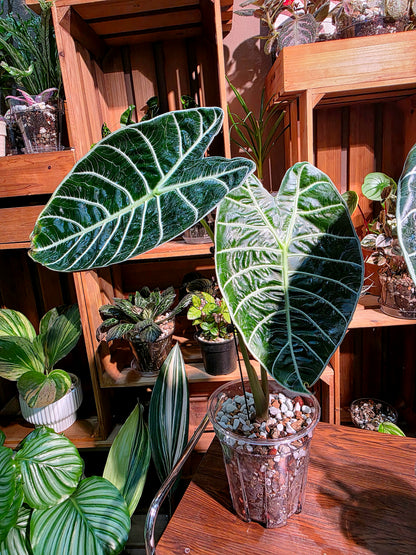 Alocasia watsoniana 華森海芋