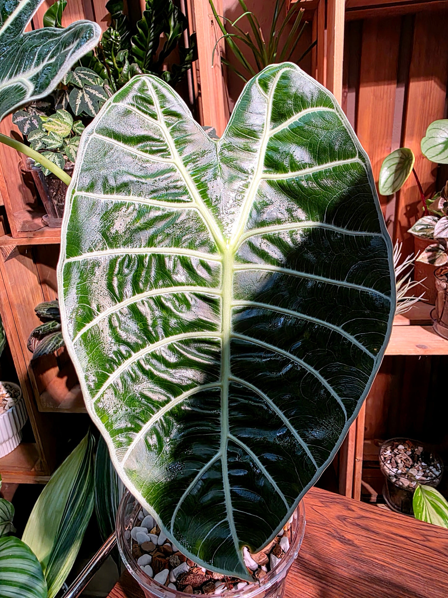 Alocasia watsoniana 華森海芋