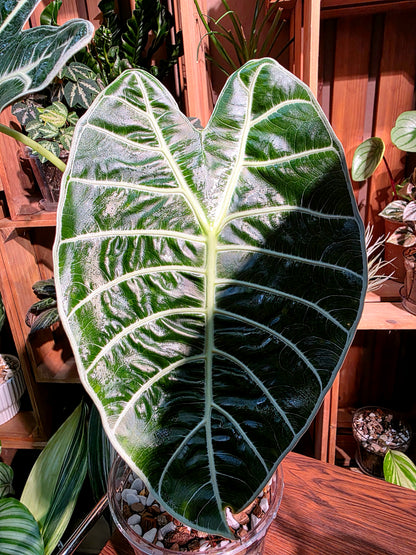 Alocasia watsoniana 華森海芋