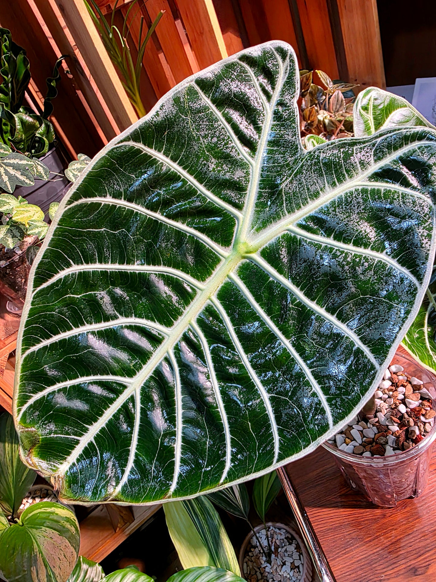 Alocasia watsoniana 華森海芋