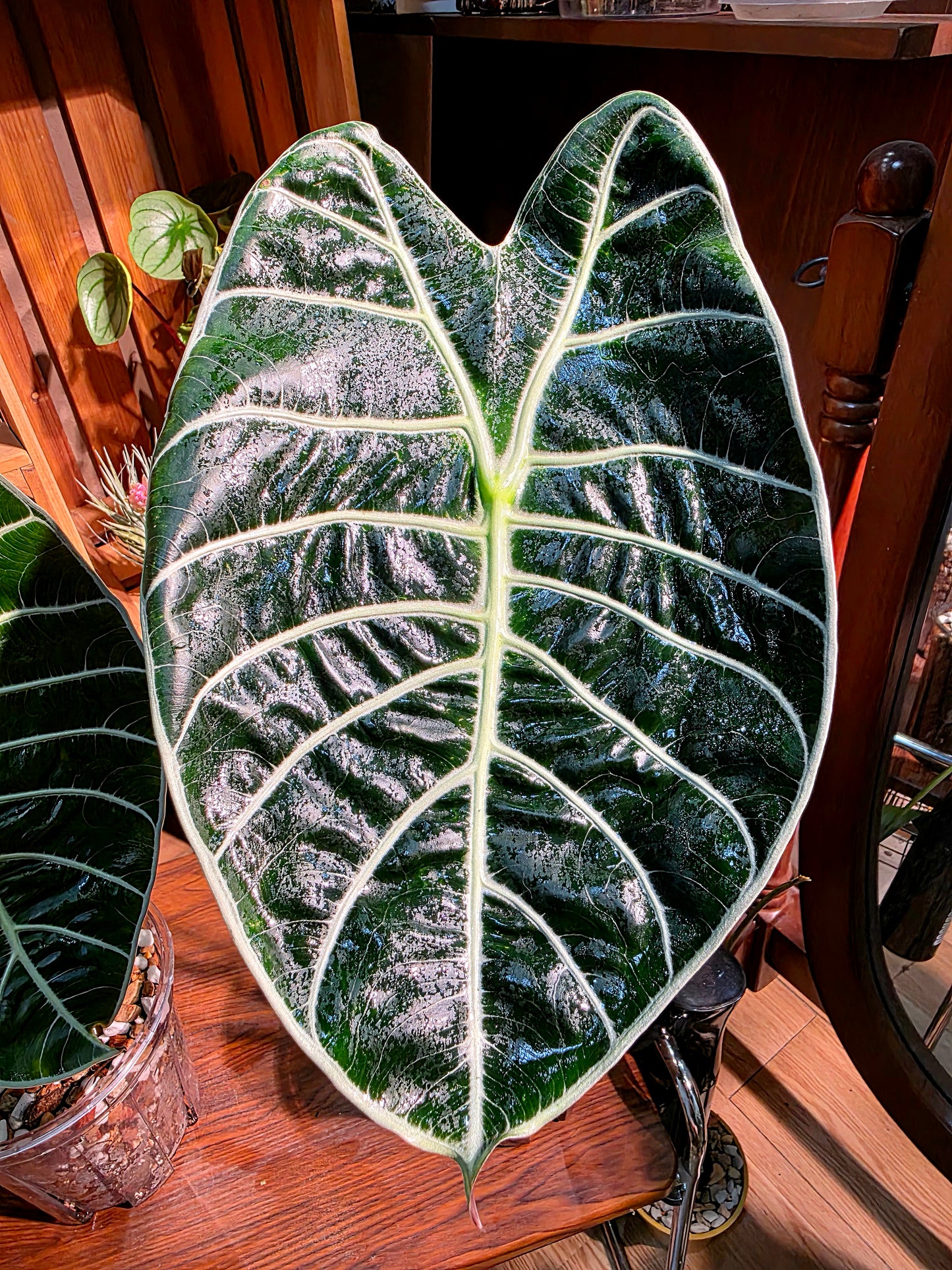 Alocasia watsoniana 華森海芋