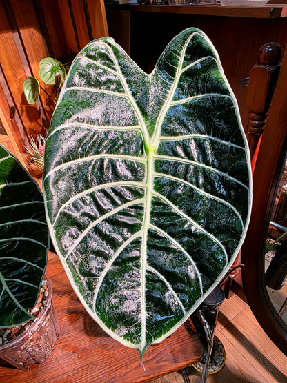 Alocasia watsoniana 華森海芋