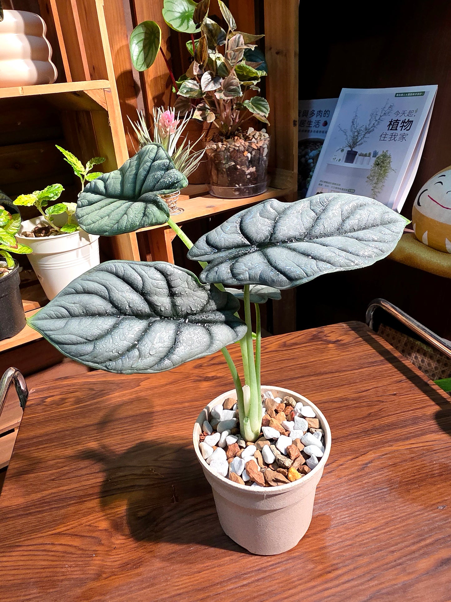Alocasia silver dragon 白犀牛海芋