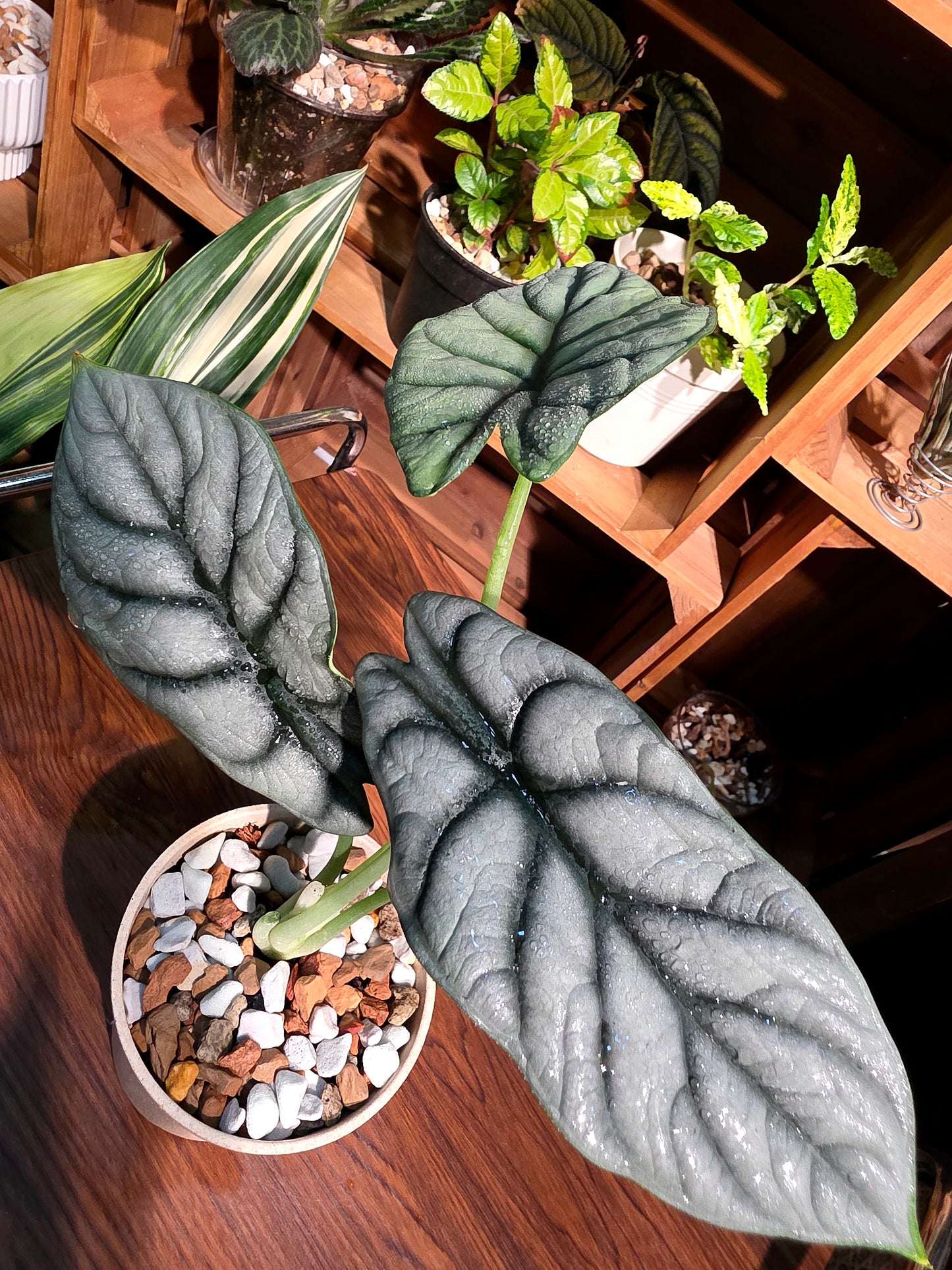 Alocasia silver dragon 白犀牛海芋