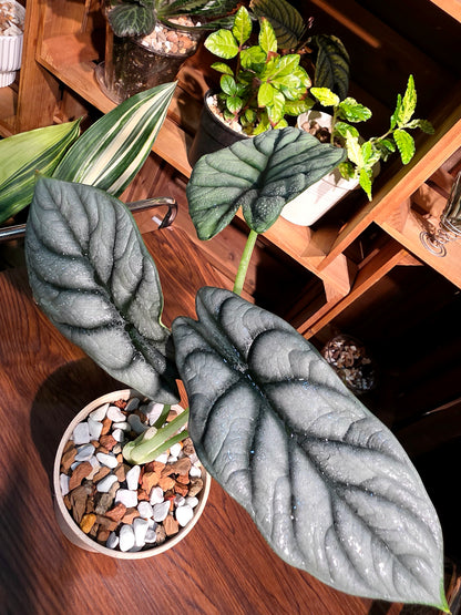 Alocasia silver dragon 白犀牛海芋