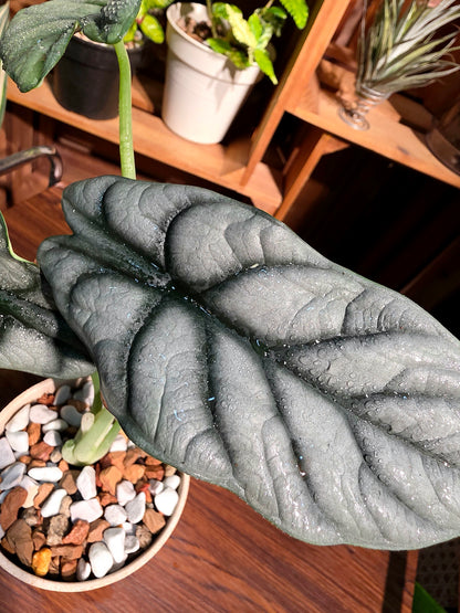 Alocasia silver dragon 白犀牛海芋