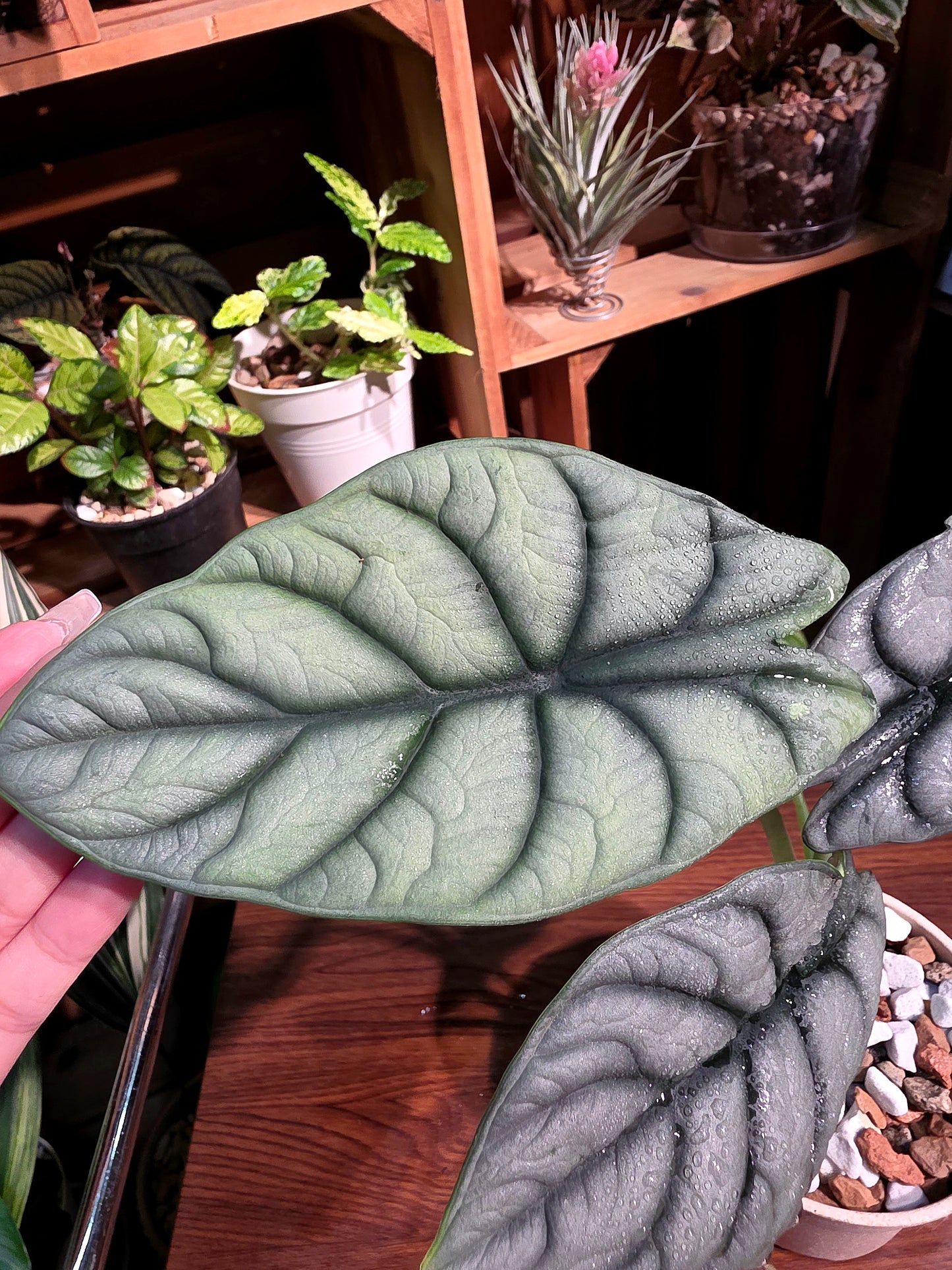 Alocasia silver dragon 白犀牛海芋