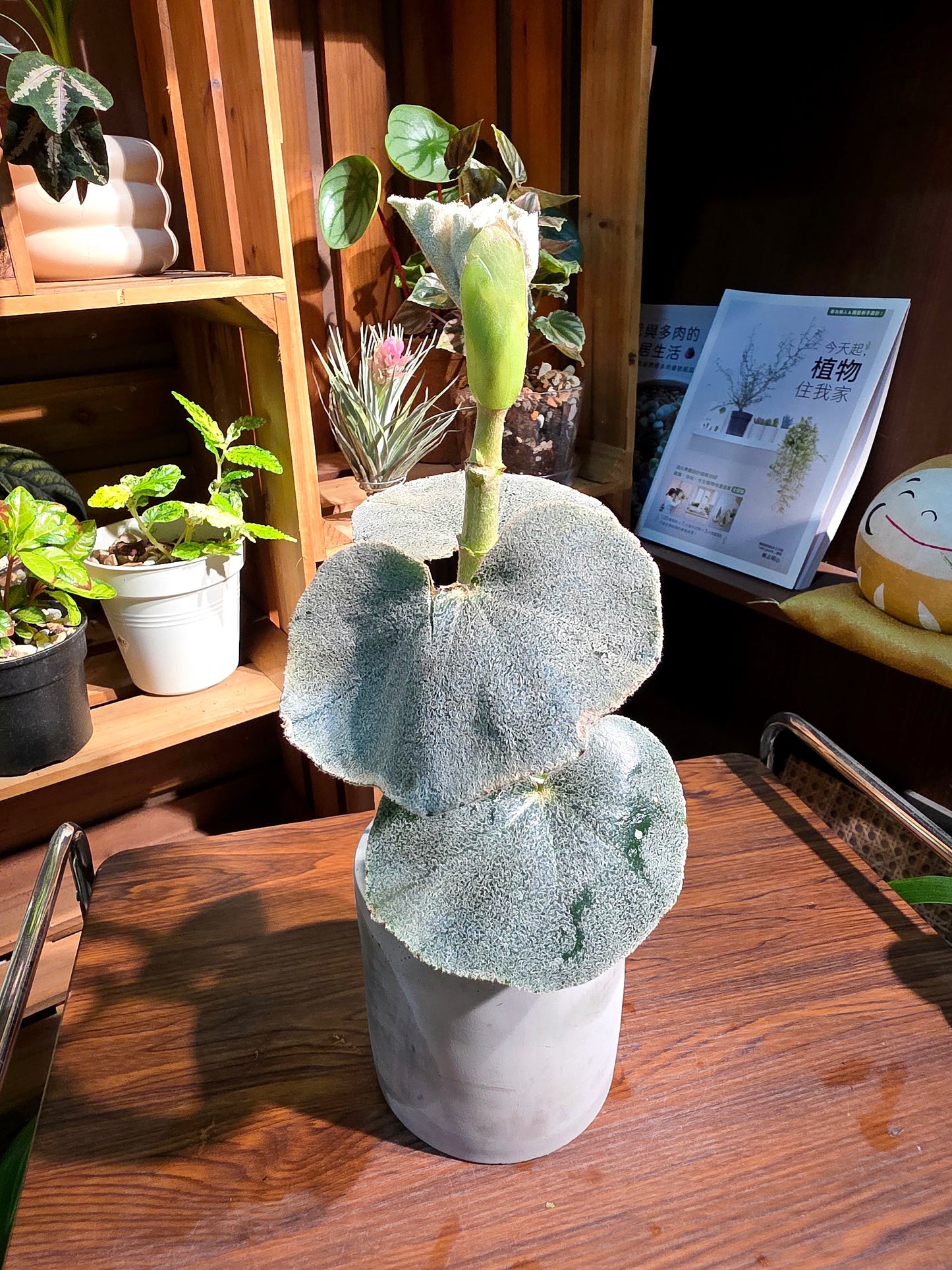 Begonia venosa 維諾沙秋海棠