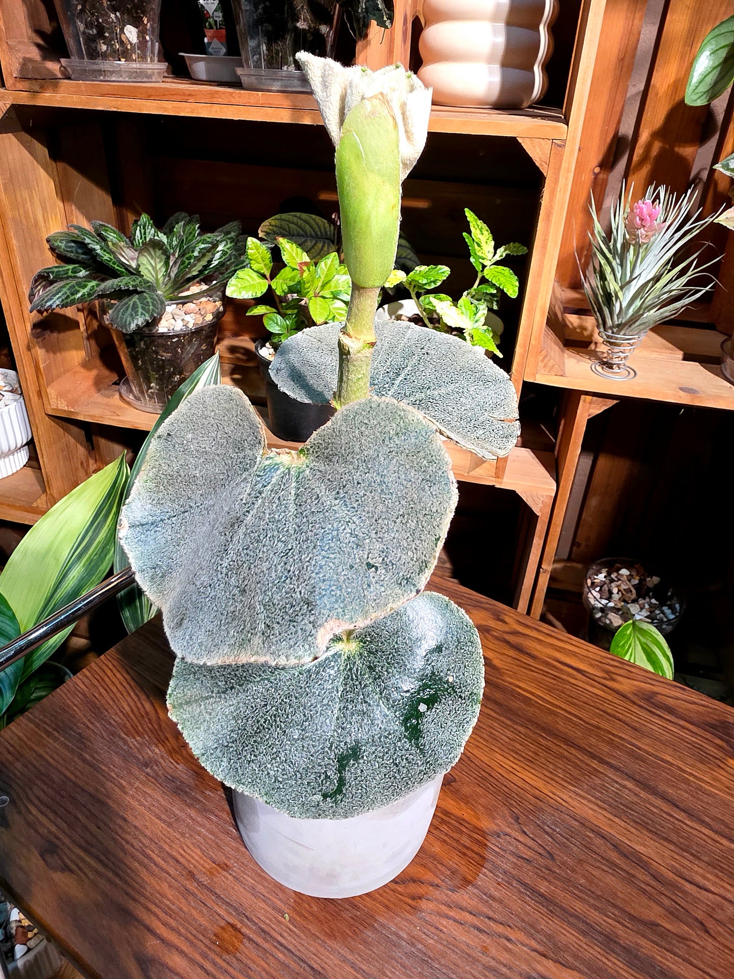 Begonia venosa 維諾沙秋海棠