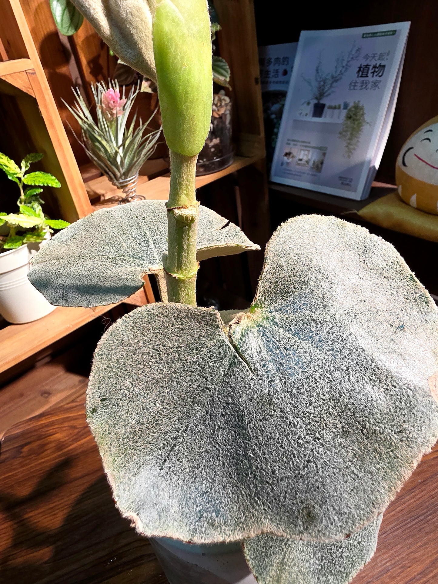 Begonia venosa 維諾沙秋海棠