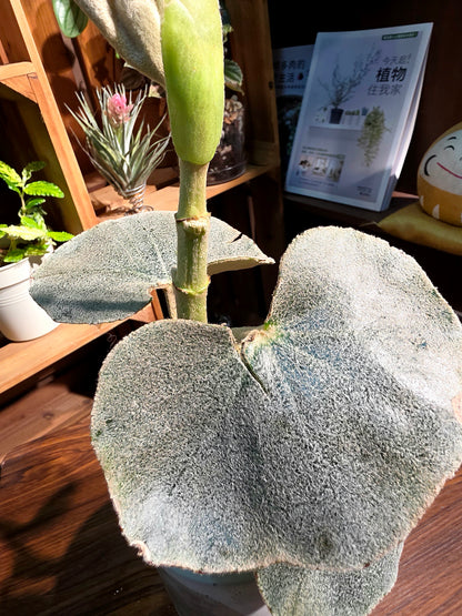 Begonia venosa 維諾沙秋海棠