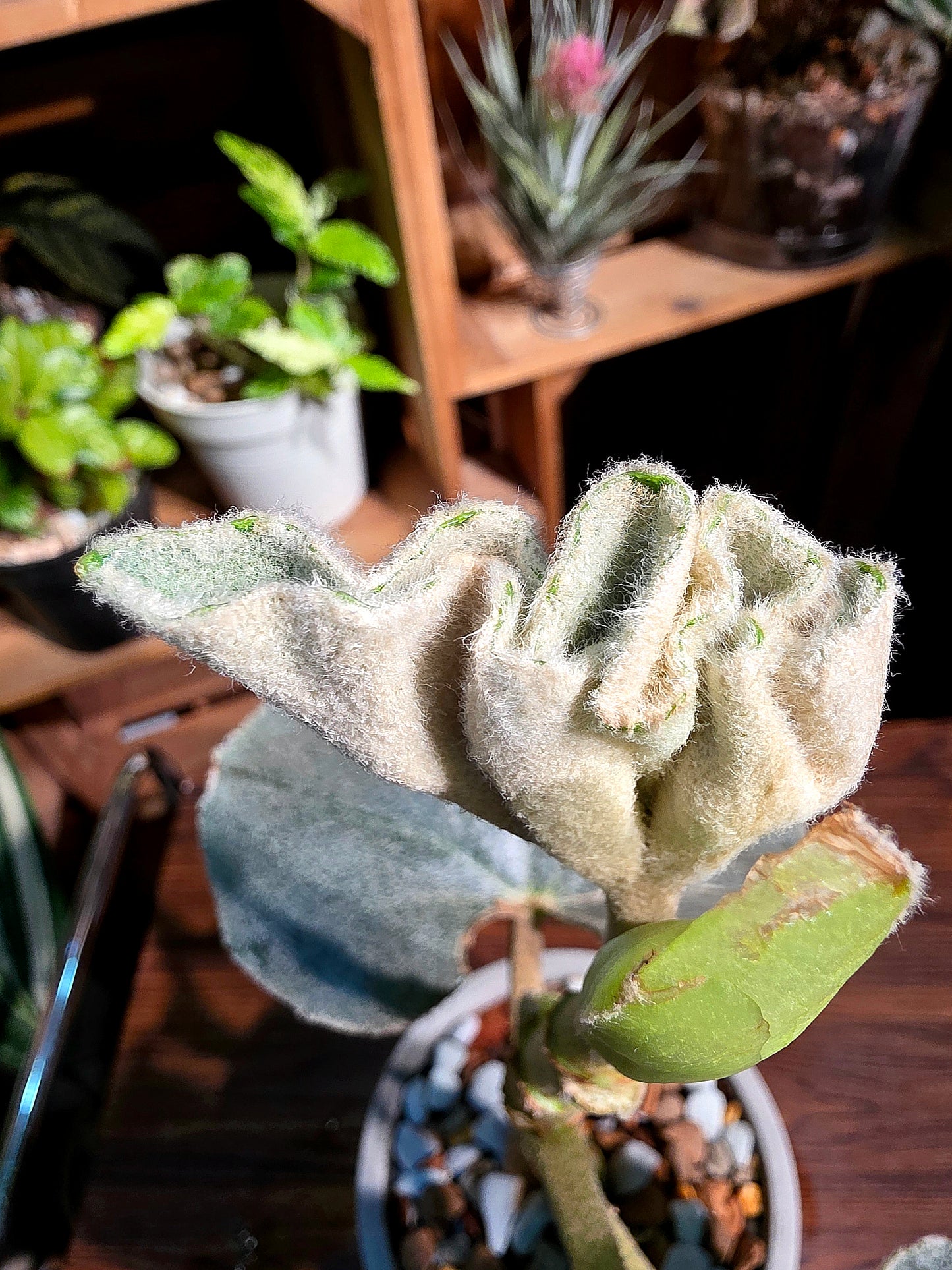 Begonia venosa 維諾沙秋海棠