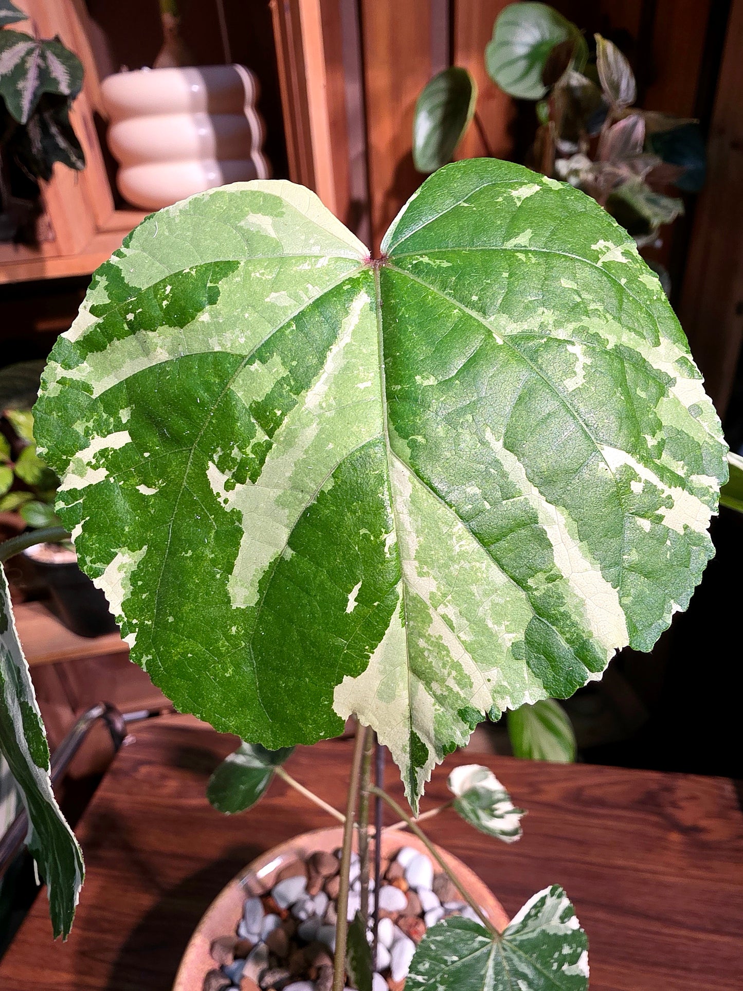 Hibiscus tiliaceus tricolor 花葉黃槿