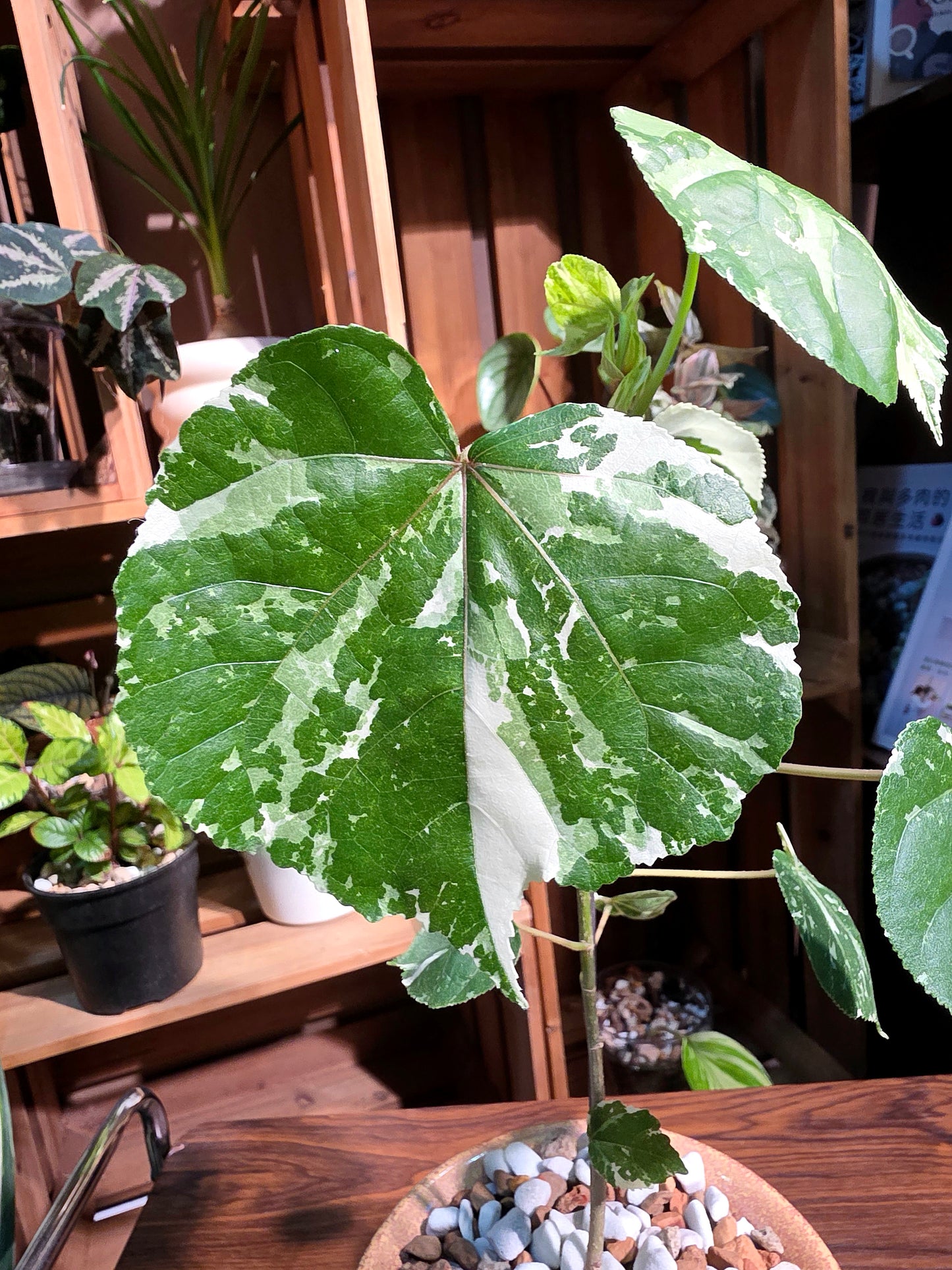 Hibiscus tiliaceus tricolor 花葉黃槿