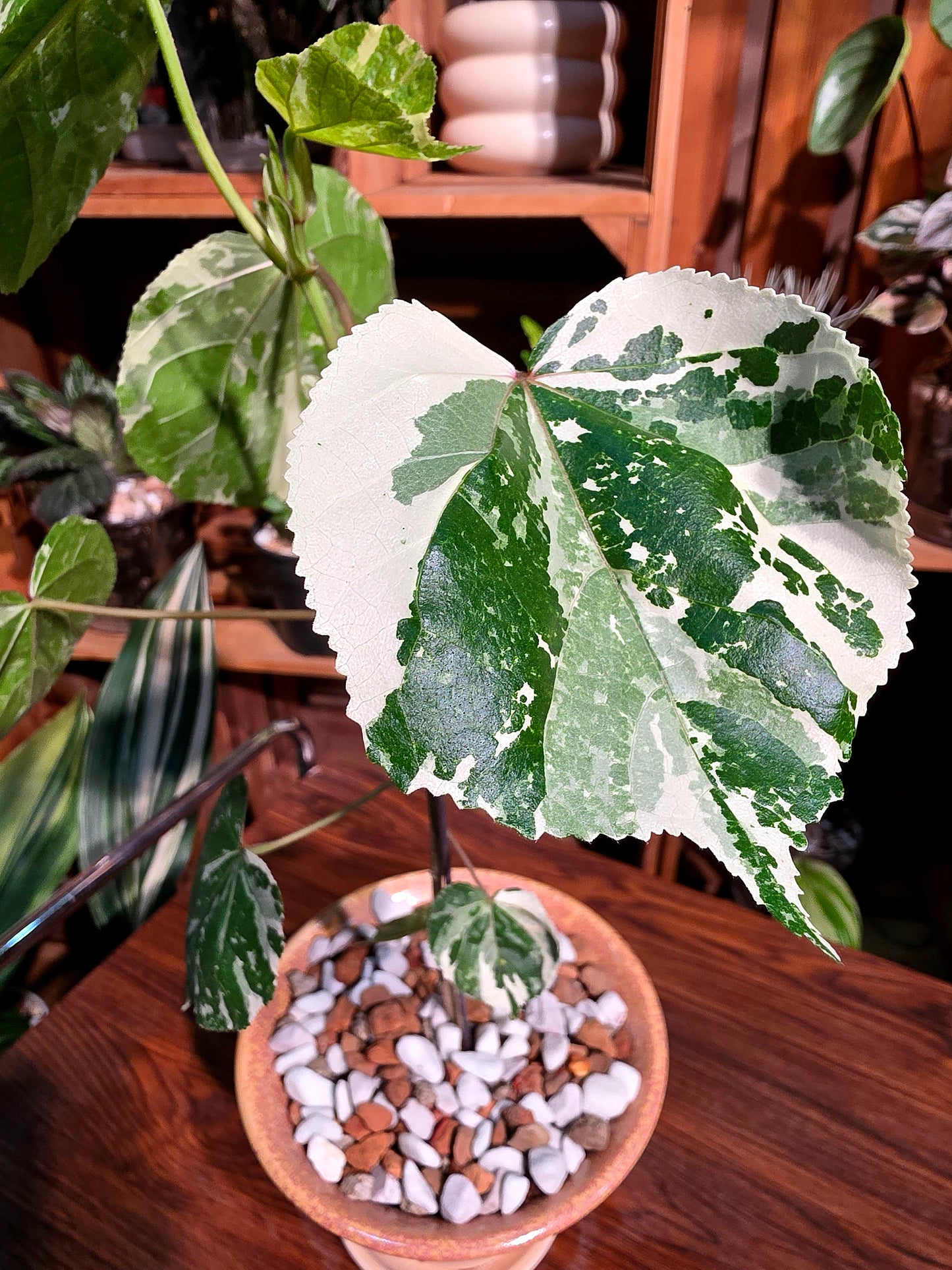 Hibiscus tiliaceus tricolor 花葉黃槿