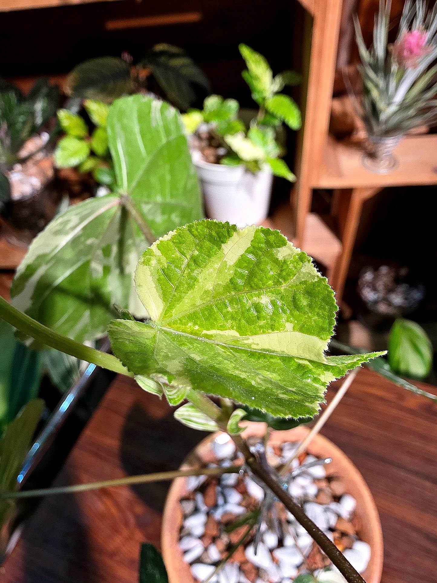 Hibiscus tiliaceus tricolor 花葉黃槿
