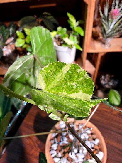Hibiscus tiliaceus tricolor 花葉黃槿