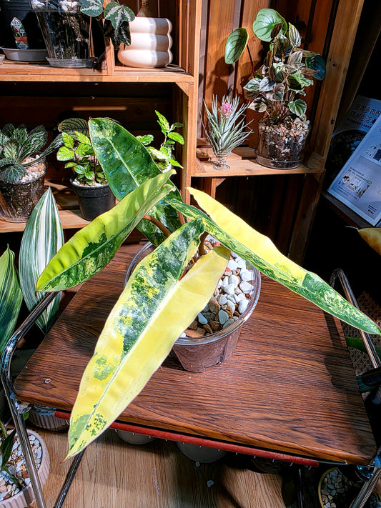 Philodendron billietiae variegated 斑葉橙柄蔓綠絨