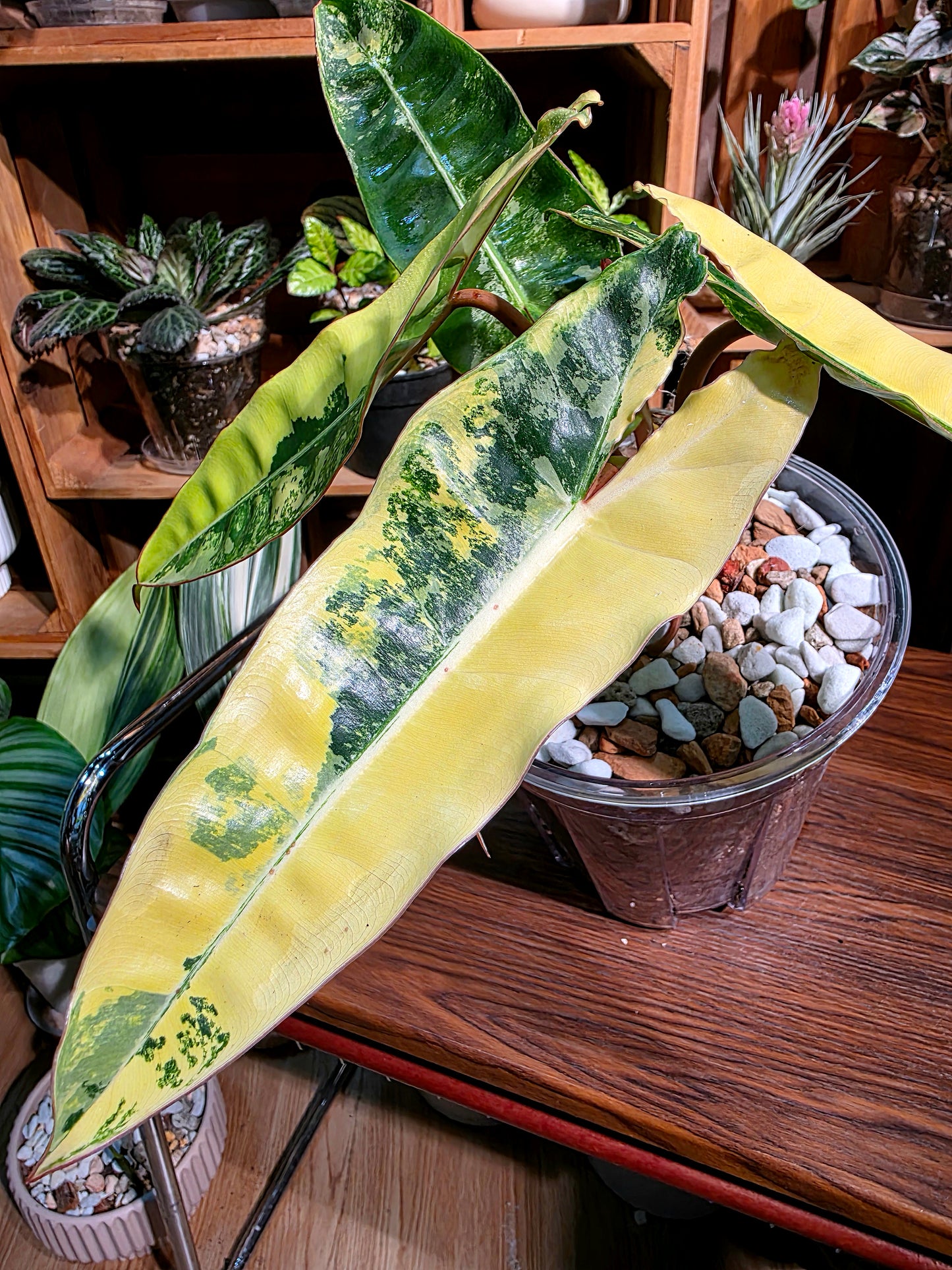 Philodendron billietiae variegated 斑葉橙柄蔓綠絨