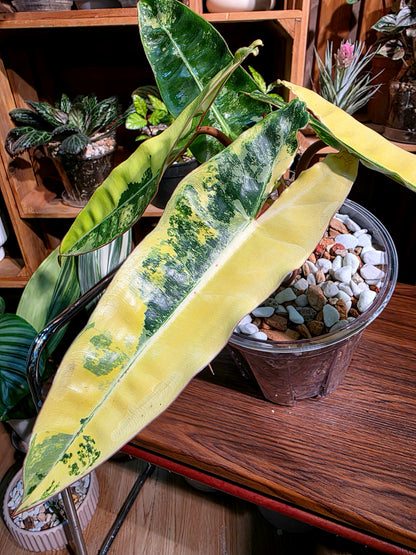Philodendron billietiae variegated 斑葉橙柄蔓綠絨