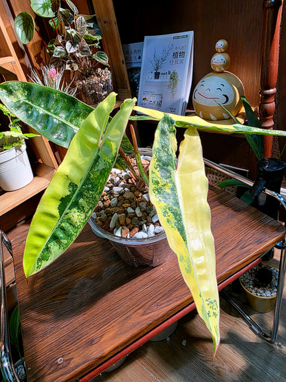 Philodendron billietiae variegated 斑葉橙柄蔓綠絨