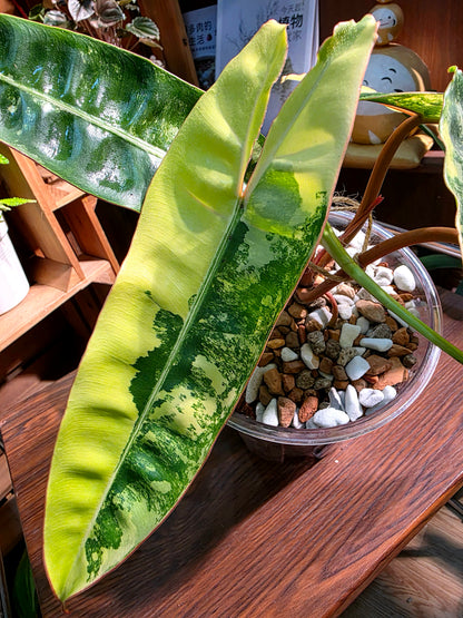 Philodendron billietiae variegated 斑葉橙柄蔓綠絨