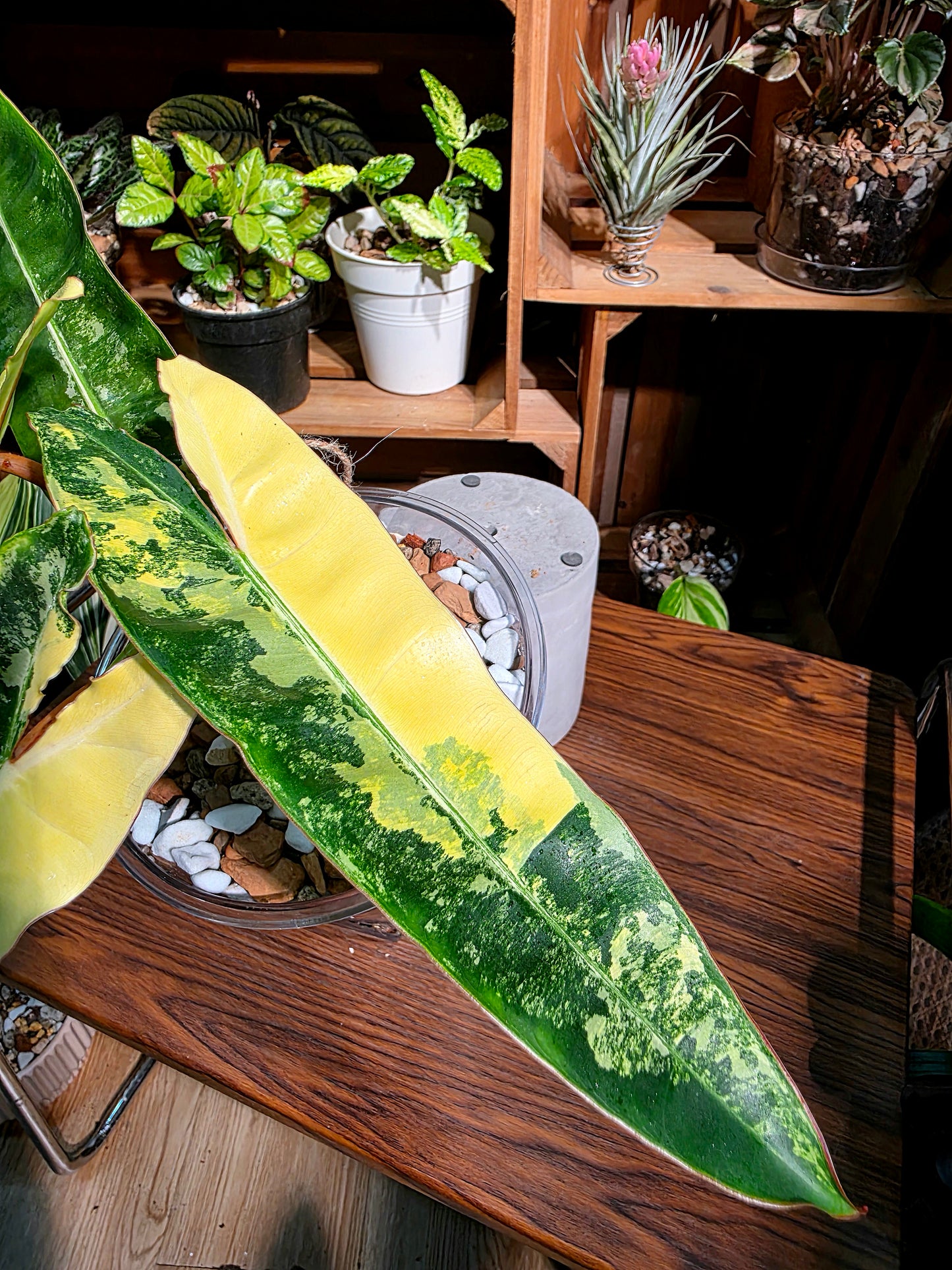 Philodendron billietiae variegated 斑葉橙柄蔓綠絨