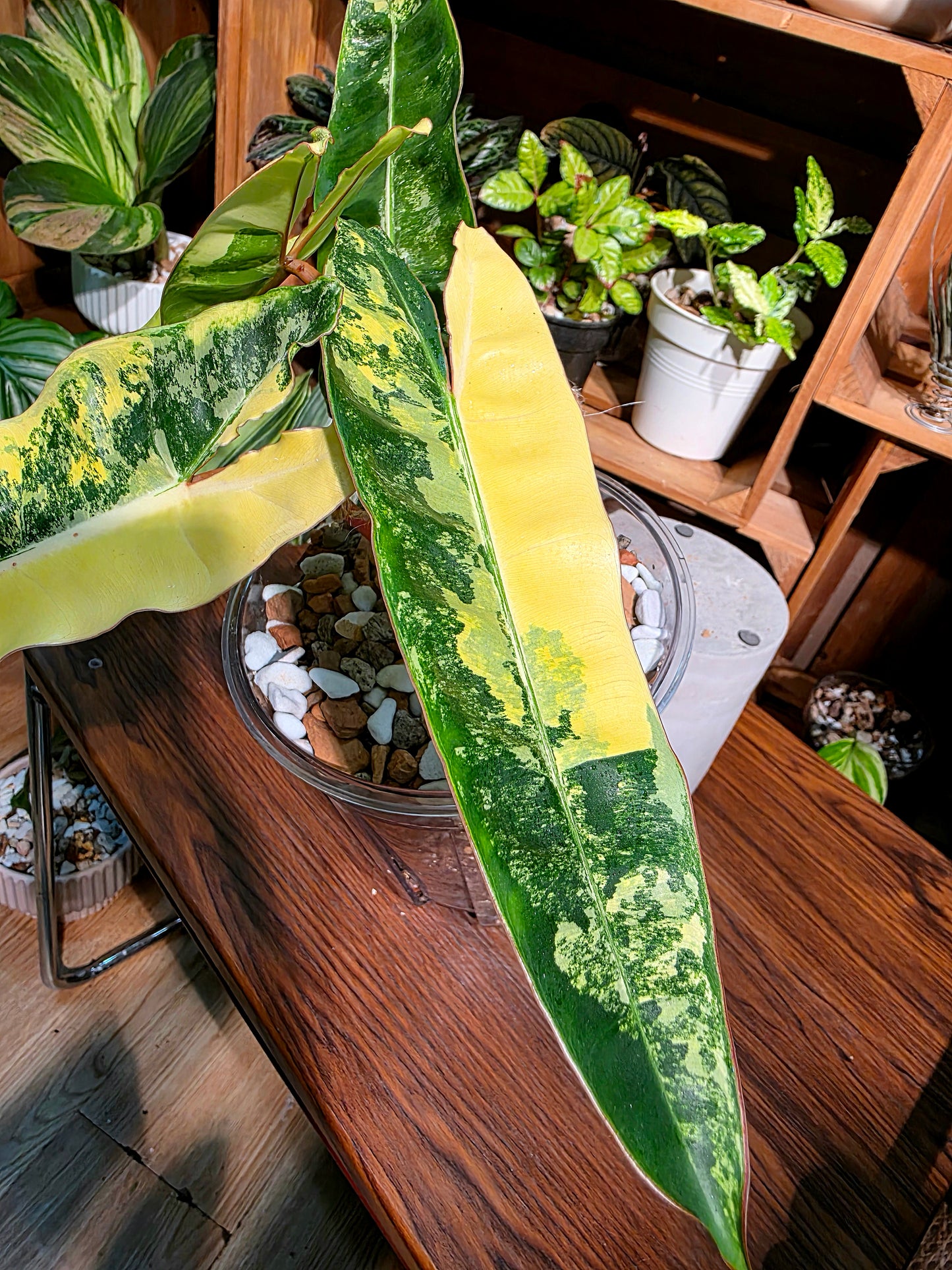 Philodendron billietiae variegated 斑葉橙柄蔓綠絨