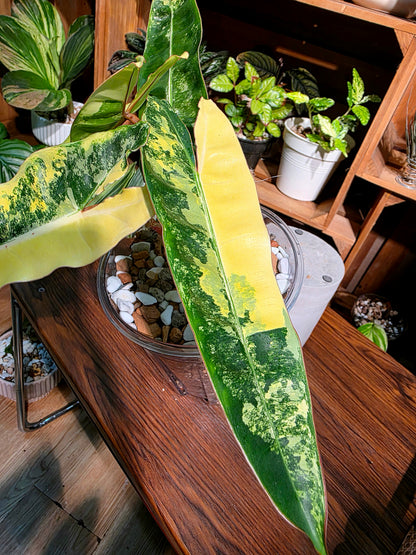 Philodendron billietiae variegated 斑葉橙柄蔓綠絨