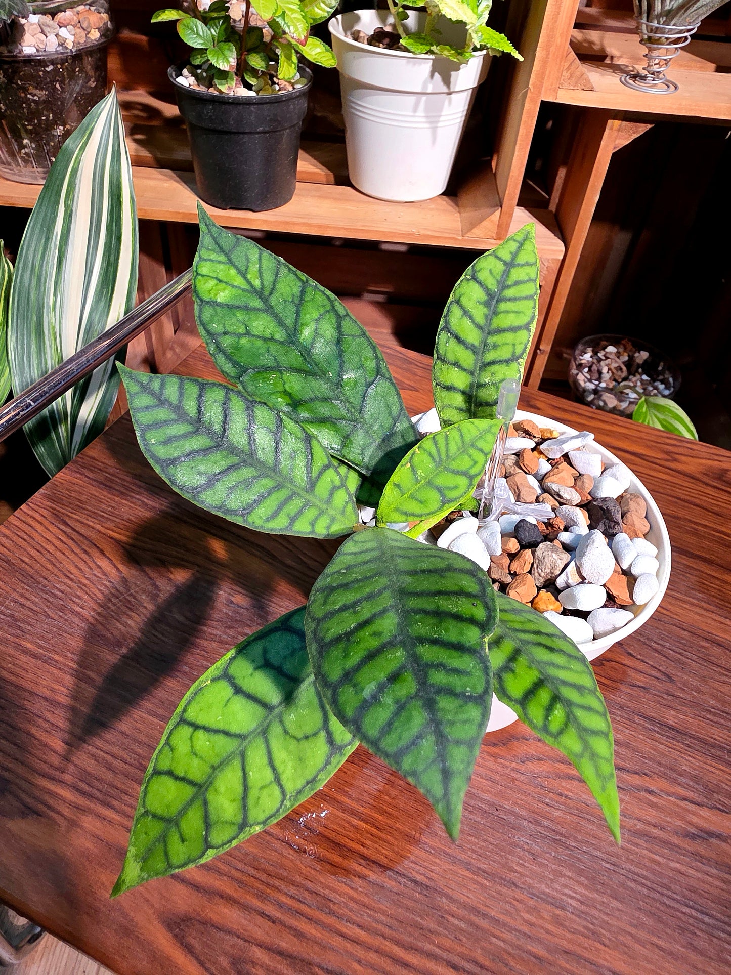 Hoya callistophylla 淡味西瓜皮球蘭